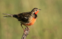 Rosy-brested longclaw - Grumeti