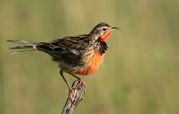 Rosy-brested longclaw - Grumeti