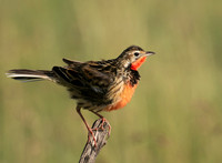 Rosy-brested longclaw - Grumeti