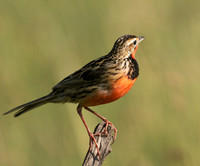 Rosy-brested longclaw - Grumeti