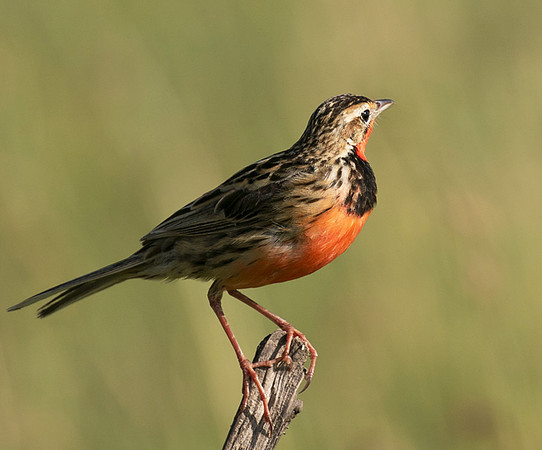 Rosy-brested longclaw - Grumeti