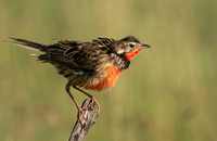 Rosy-brested longclaw - Grumeti