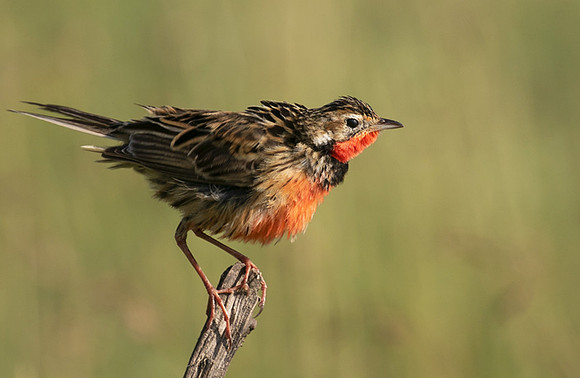 Rosy-brested longclaw - Grumeti