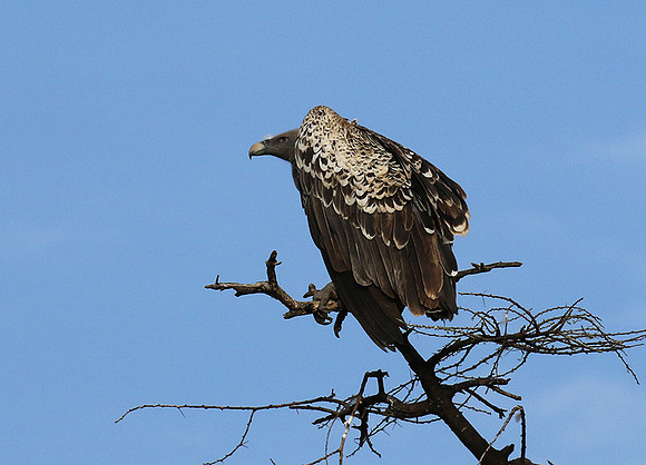 Ruppel's griffin vulture