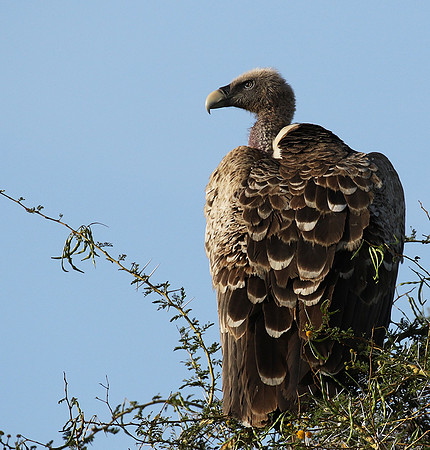 Ruppel's griffin vulture
