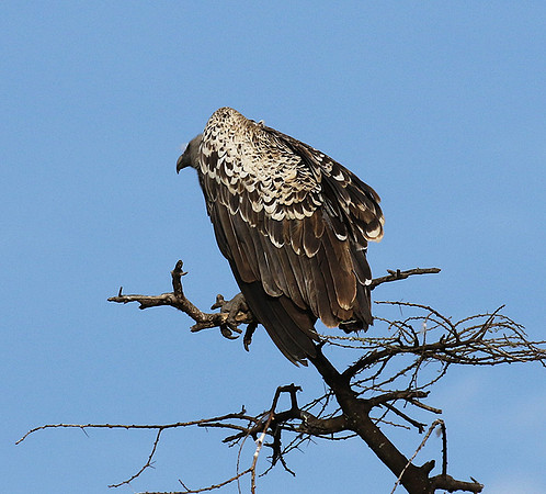 Ruppel's griffin vulture