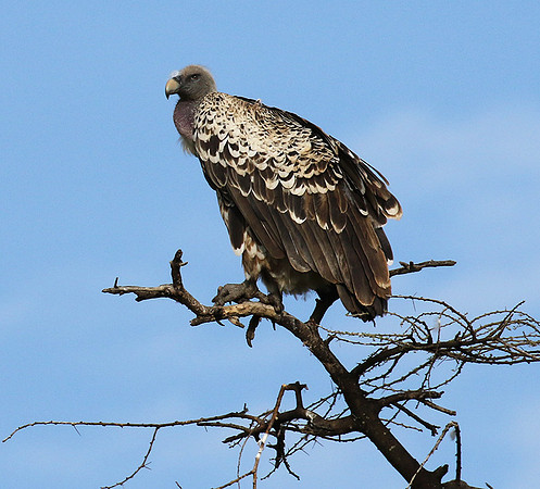 Ruppel's griffin vulture