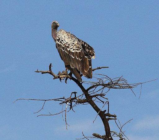 Ruppel's griffin vulture