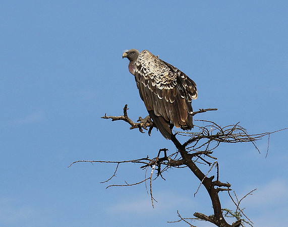 Ruppel's griffin vulture