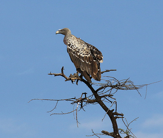 Ruppel's griffin vulture