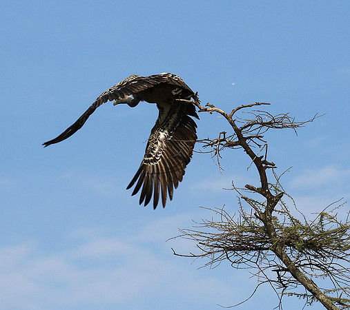 Ruppel's griffin vulture