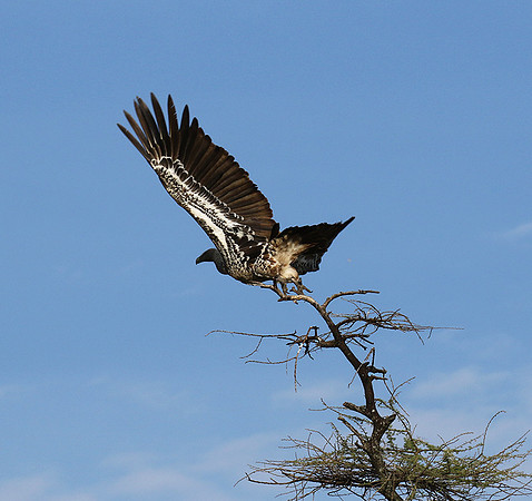 Ruppel's griffin vulture