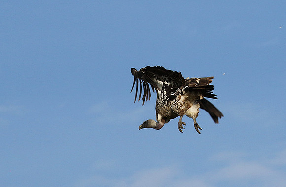Ruppel's griffin vulture