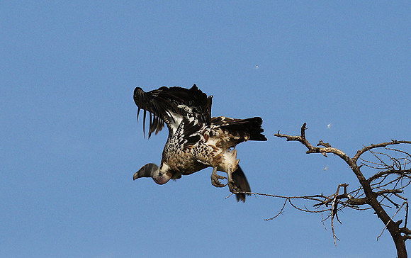 Ruppel's griffin vulture