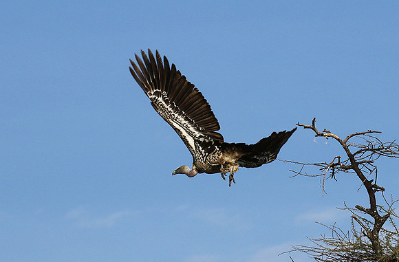 Ruppel's griffin vulture