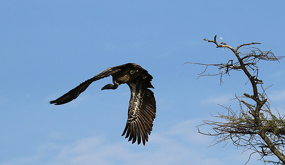 Ruppel's griffin vulture
