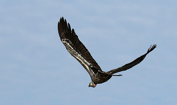 Ruppel's griffin vulture