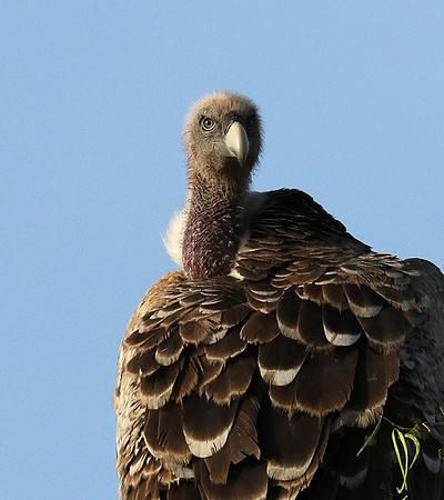 Ruppel's griffin vulture