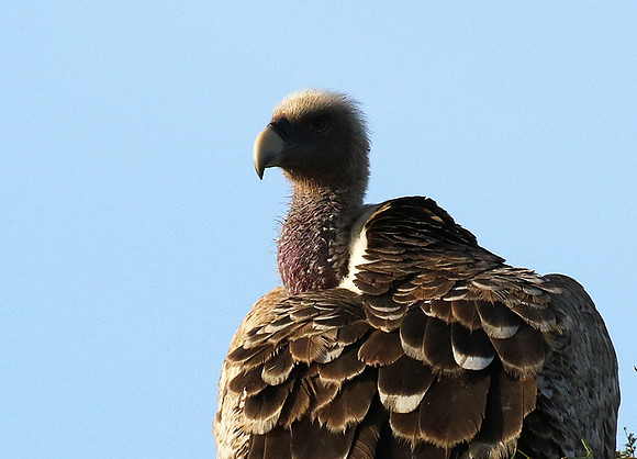 Ruppel's griffin vulture