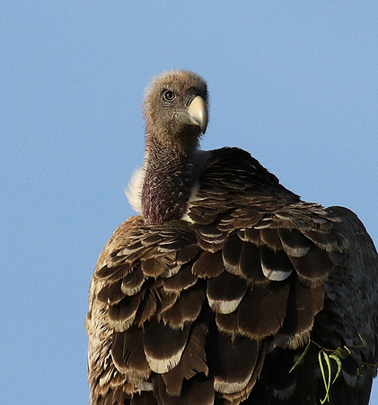 Ruppel's griffin vulture