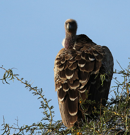 Ruppel's griffin vulture