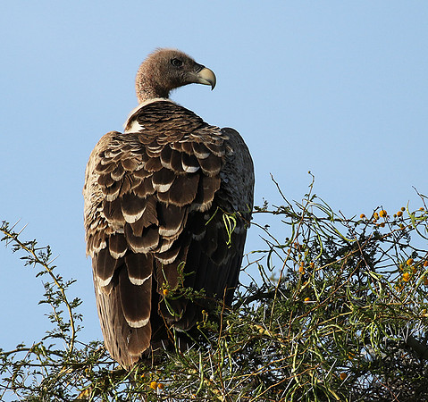 Ruppel's griffin vulture