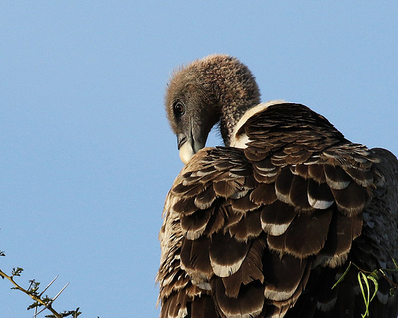 Ruppel's griffin vulture