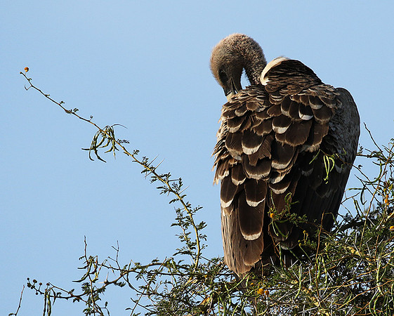 Ruppel's griffin vulture