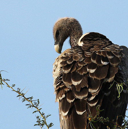 Ruppel's griffin vulture