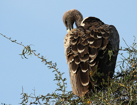Ruppel's griffin vulture