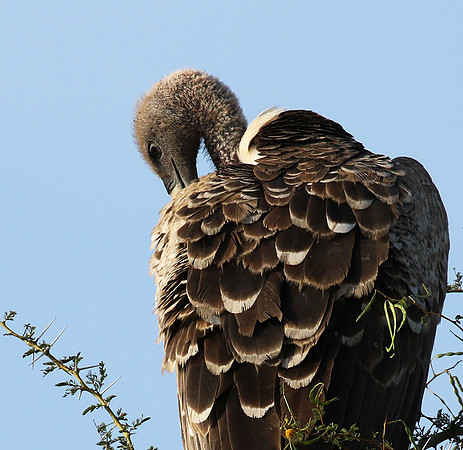 Ruppel's griffin vulture