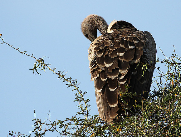 Ruppel's griffin vulture