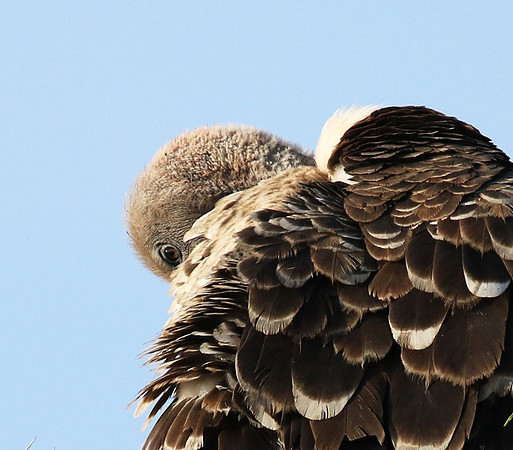 Ruppel's griffin vulture