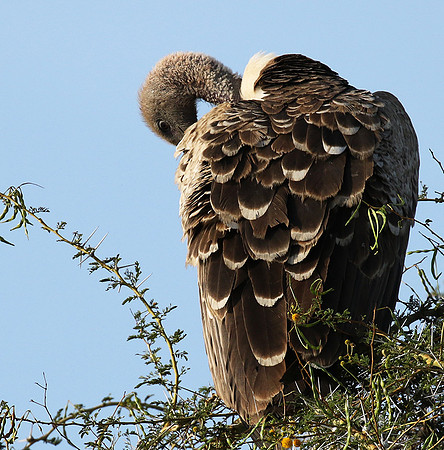 Ruppel's griffin vulture