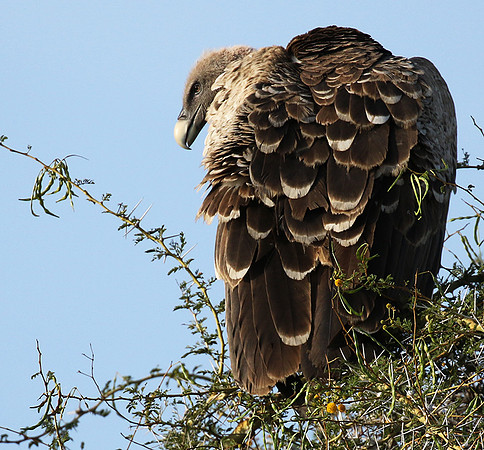 Ruppel's griffin vulture