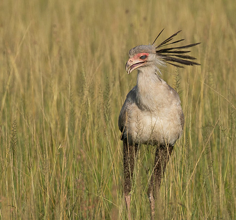 Secretary bird - Grumeti