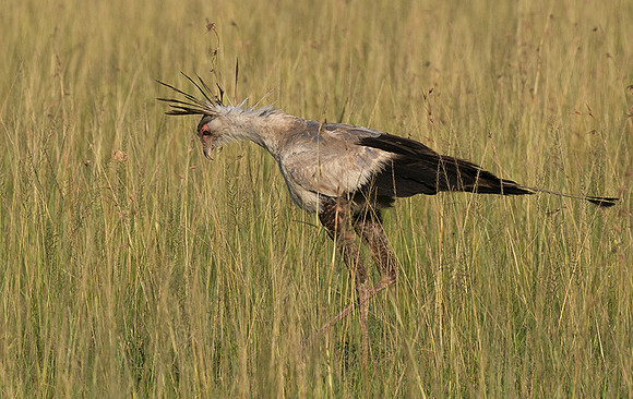 Secretary bird - Grumeti