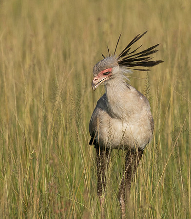 Secretary bird - Grumeti