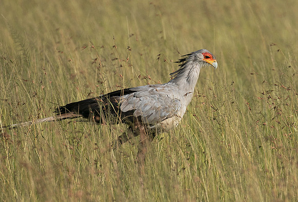 Secretary bird - Grumeti