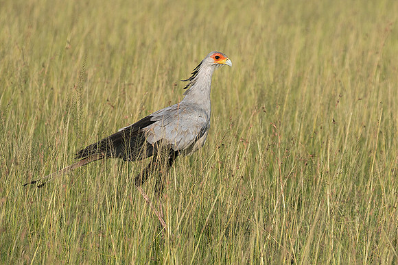 Secretary bird - Grumeti
