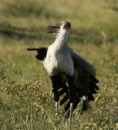 Secretary bird - Grumeti