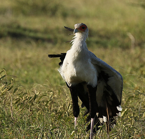 Secretary bird - Grumeti