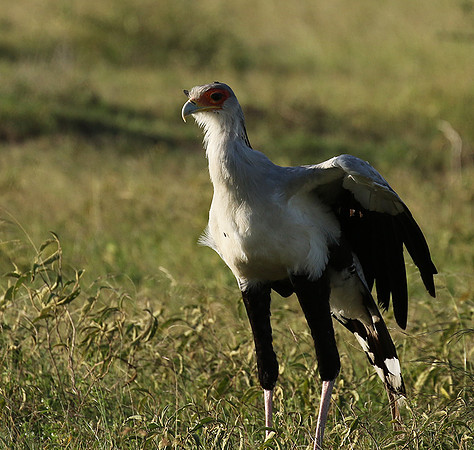 Secretary bird - Grumeti
