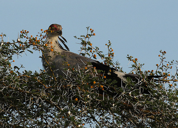 Secretary bird - Grumeti
