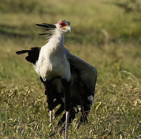 Secretary bird - Grumeti