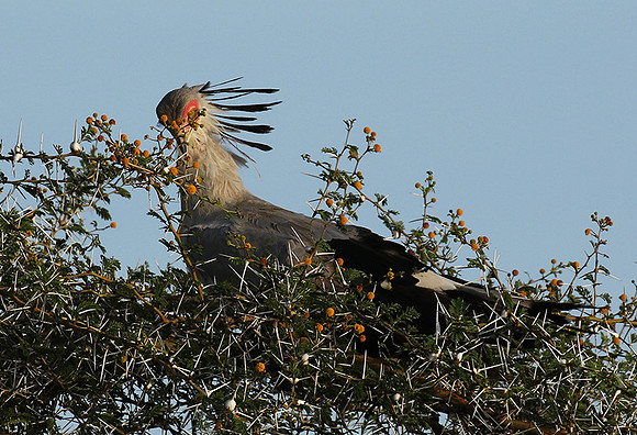 Secretary bird - Grumeti
