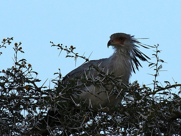 Secretary bird - Grumeti