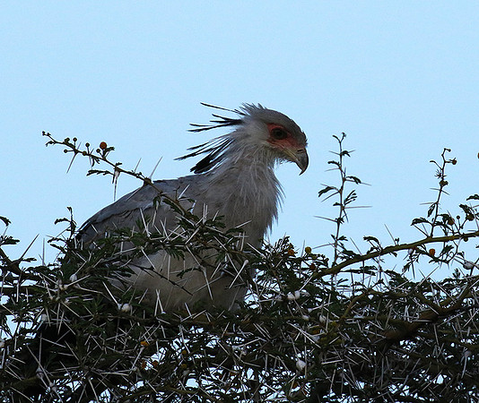 Secretary bird - Grumeti