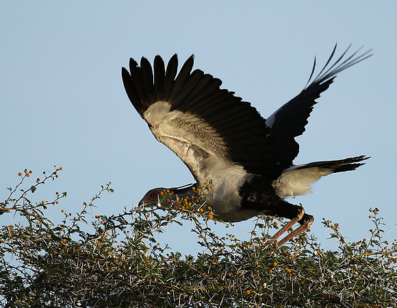 Secretary bird - Grumeti