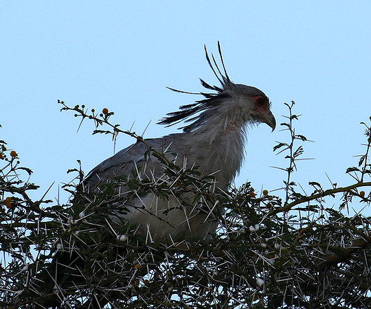 Secretary bird - Grumeti